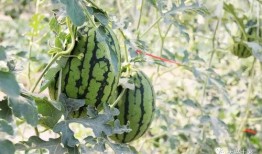 网红大瓜下载,下载背后的惊人真相